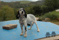 Setter Anglais BIBA DE LA MALETIERE Setter Anglais BIBA DE LA MALETIERE